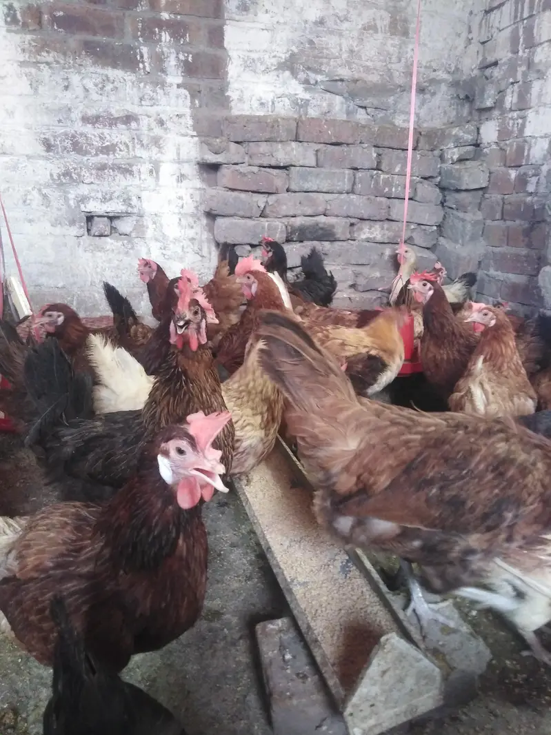 Golden Misri Desi/ anday deny wali/ eggs bhi — photo 2
