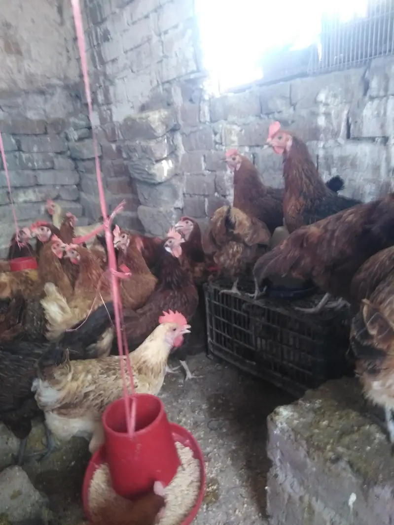 Golden Misri Desi/ anday deny wali/ eggs bhi — photo 3