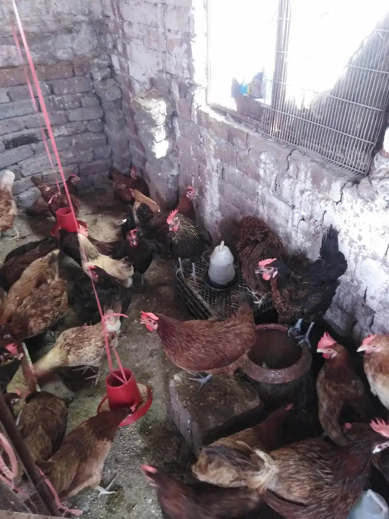 Golden Misri Desi/ anday deny wali/ eggs bhi — photo 4