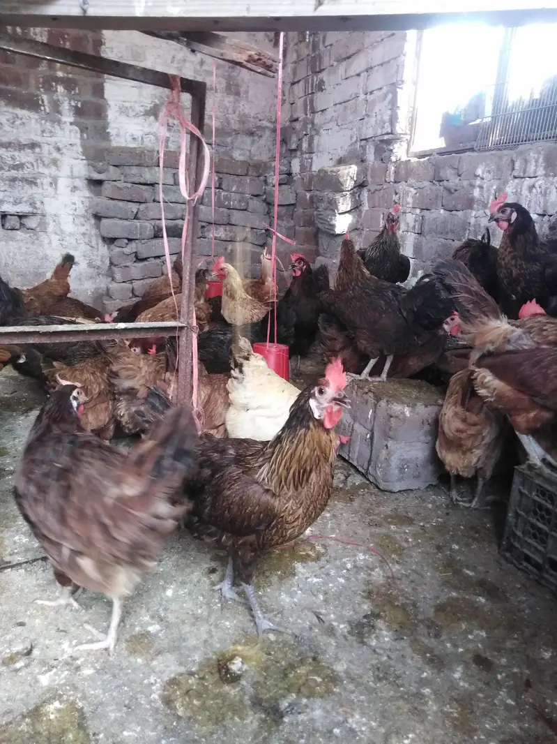Golden Misri Desi/ anday deny wali/ eggs bhi — photo 5