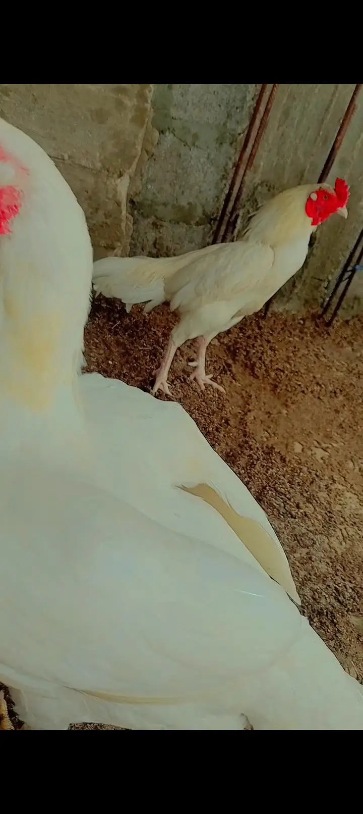mia wali heera pair or black jpn female — photo 3
