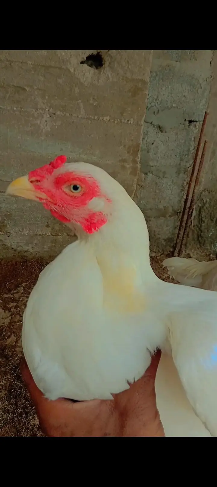mia wali heera pair or black jpn female — photo 5