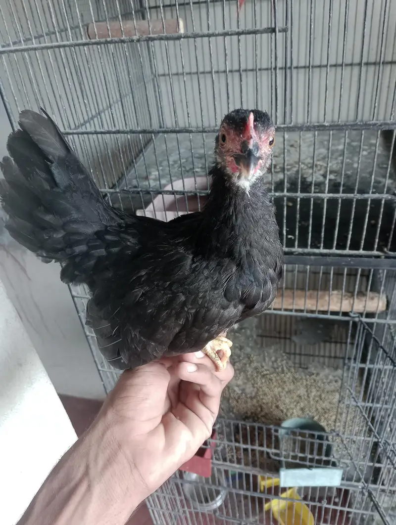 mia wali heera pair or black jpn female — photo 7
