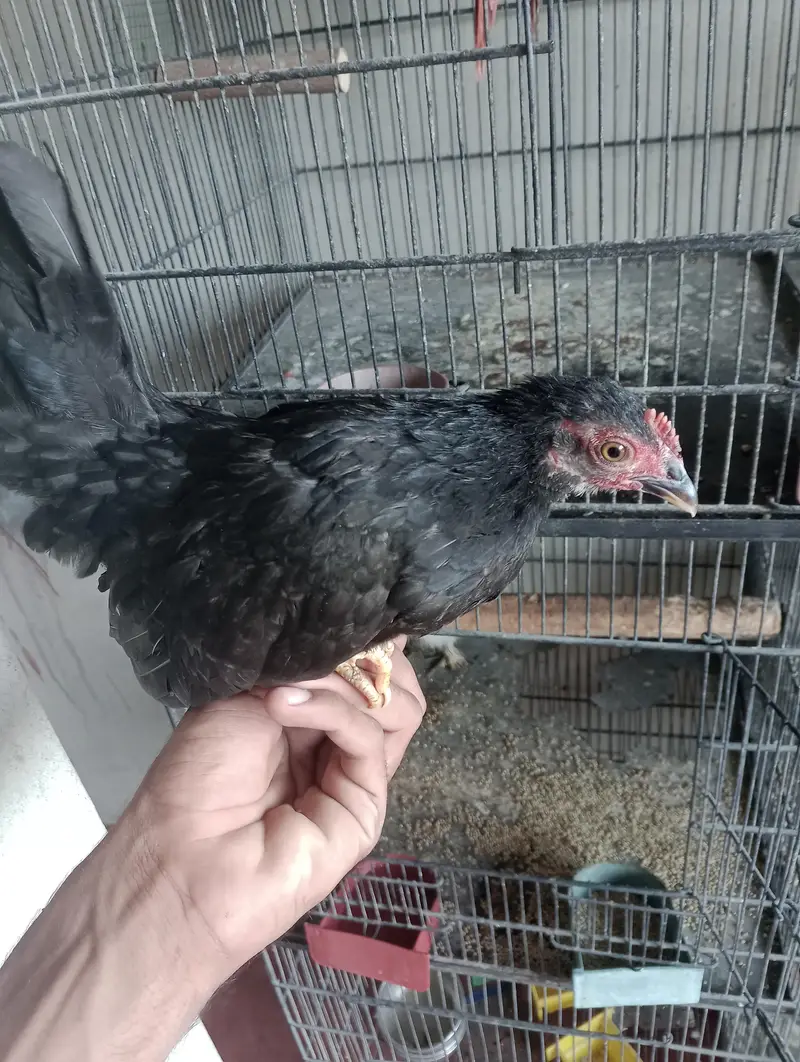 mia wali heera pair or black jpn female — photo 9