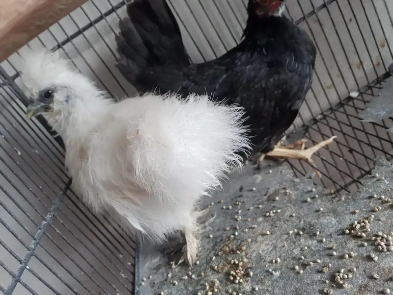 mia wali heera pair or black jpn female — photo 10