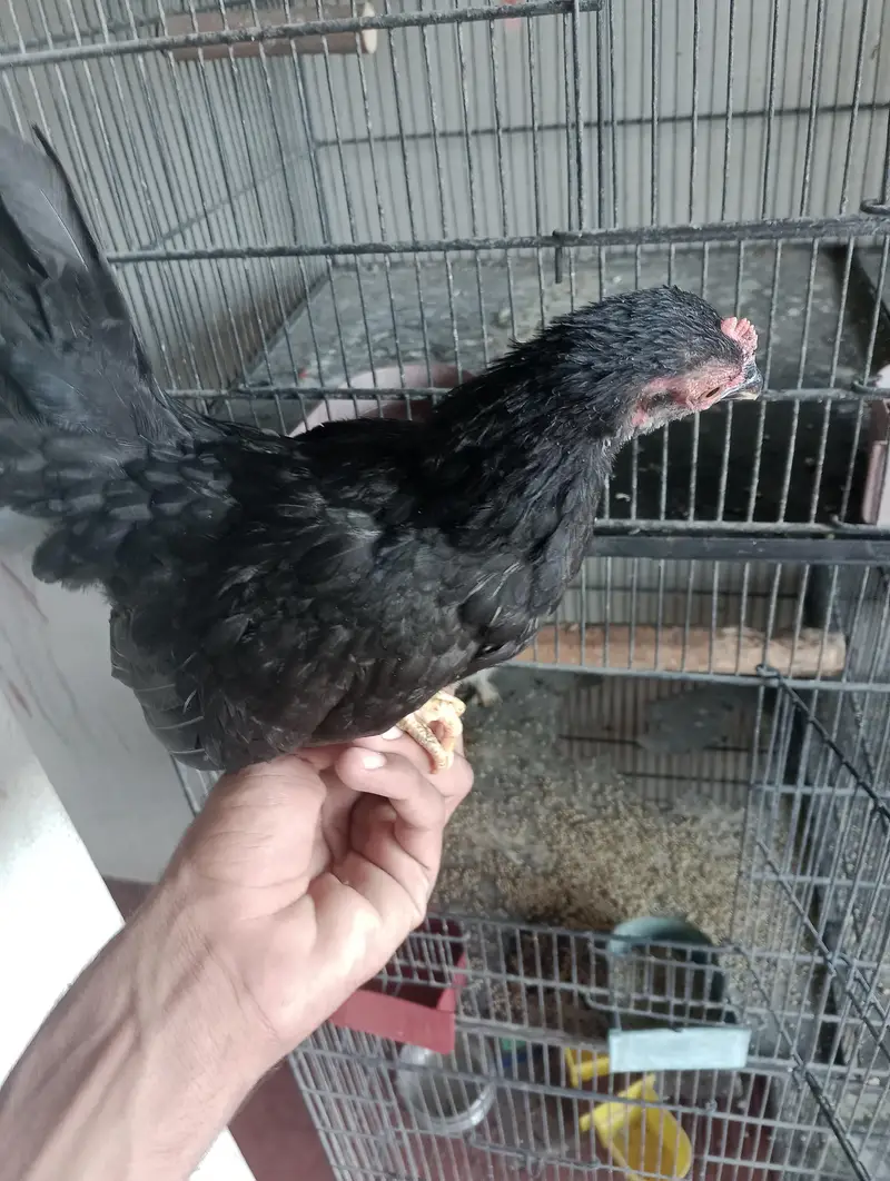 mia wali heera pair or black jpn female — photo 11