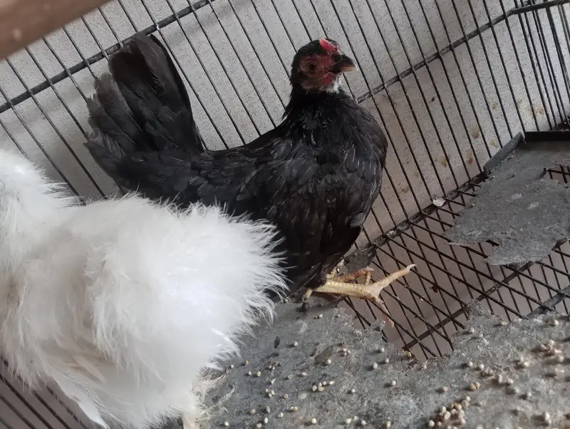 mia wali heera pair or black jpn female — photo 12