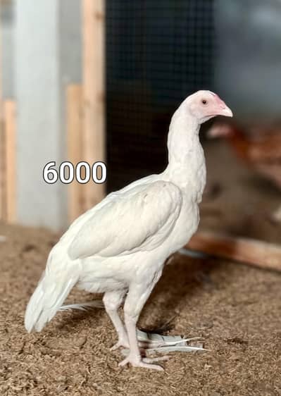 Male and female high quality Birds for sale