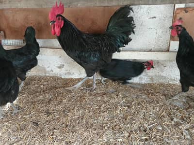 Desi egg laying trio available