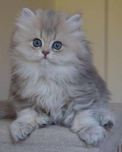 Persian British punch face piki face kitten cat available