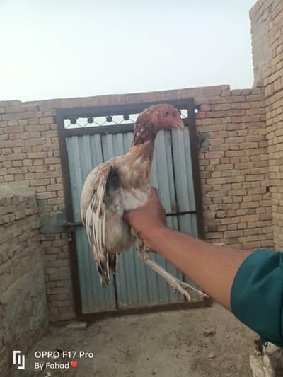 Pure Aseel pathi 4 adad