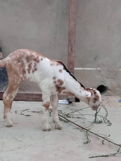 gote for sell Tota puri