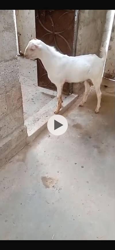 bakra for sell