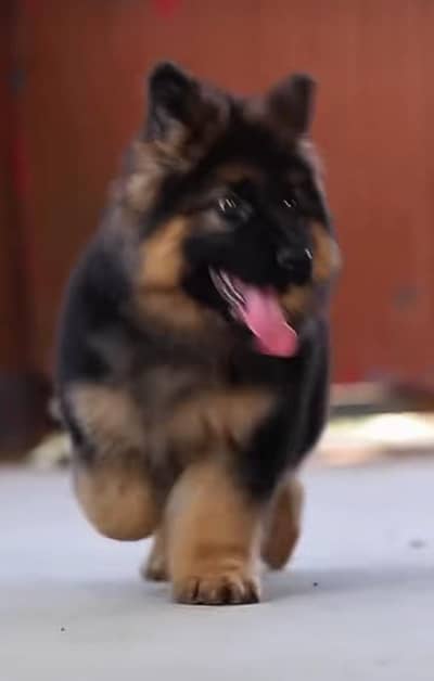 Imported  // German/ Shepherd/ Puppies WhatsApp/03/4/4/91/3/3/17/8/