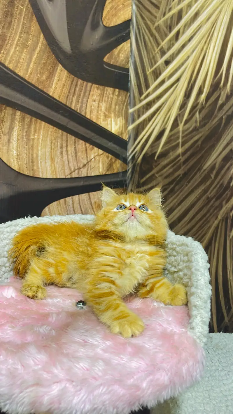 Persian British punch face piki face kitten cat available — photo 3