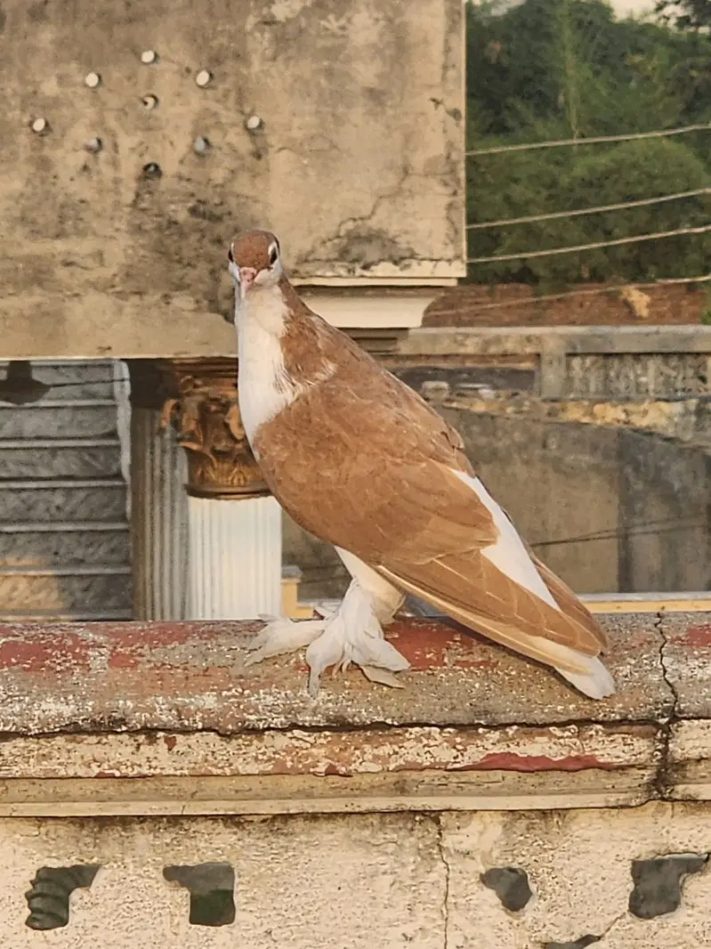 4 Months Old Sherazi Male — photo 2