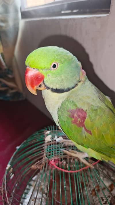 Alexander Raw parrot for sale