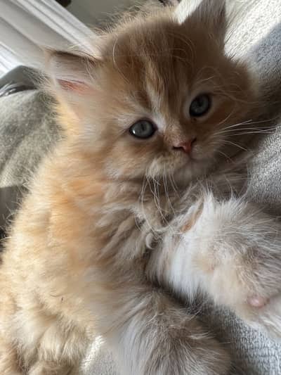 Persian litter trained