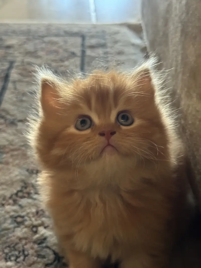 Tittle: Persian Kitten || Doll Face ||  Cute & Healthy — photo 2