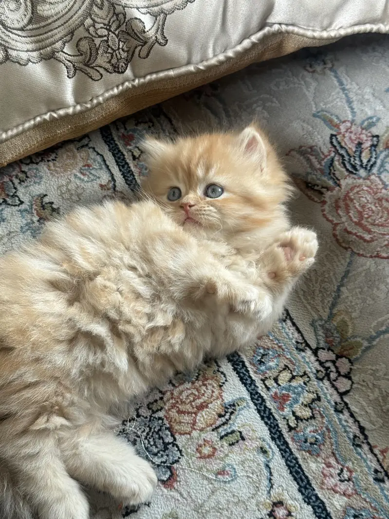 Tittle: Persian Kitten || Doll Face ||  Cute & Healthy — photo 3