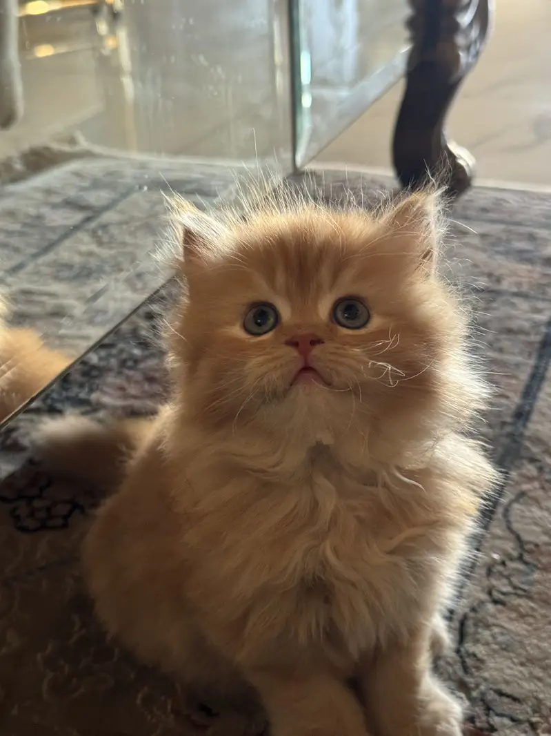 Tittle: Persian Kitten || Doll Face ||  Cute & Healthy — photo 4
