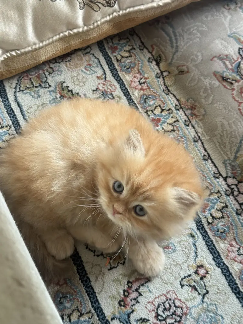 Tittle: Persian Kitten || Doll Face ||  Cute & Healthy — photo 5