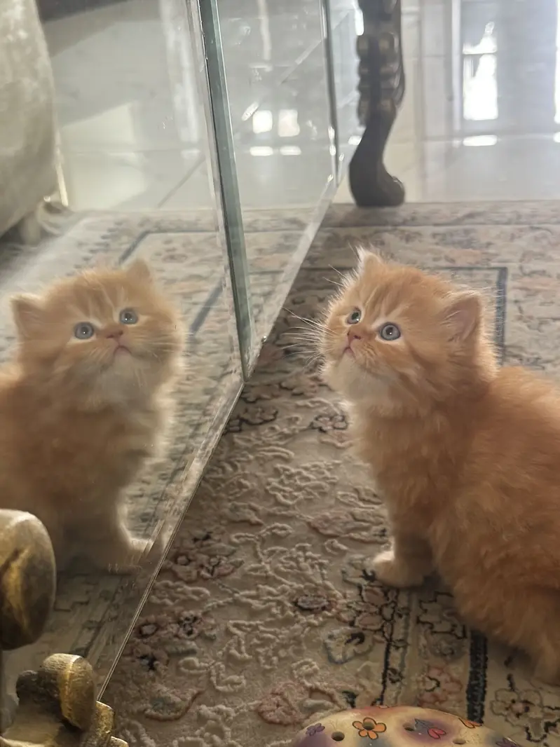 Tittle: Persian Kitten || Doll Face ||  Cute & Healthy — photo 6