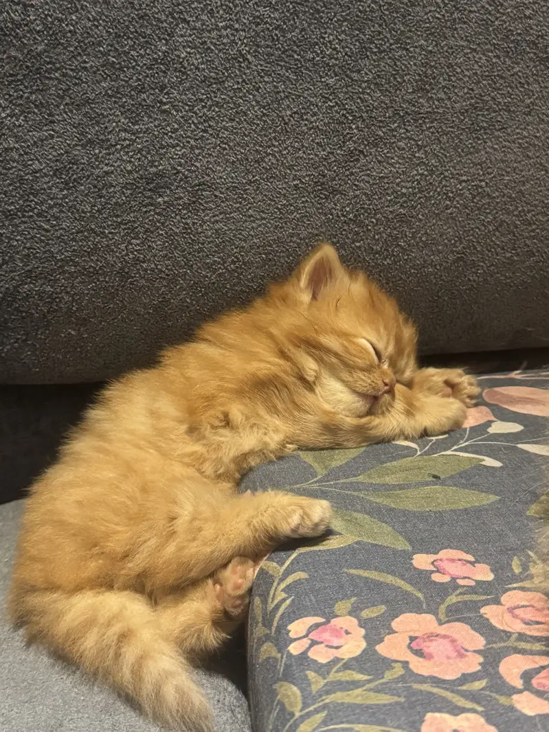 Tittle: Persian Kitten || Doll Face ||  Cute & Healthy — photo 8