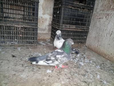 healthy and and active breeder pair