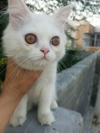 Available for new home
