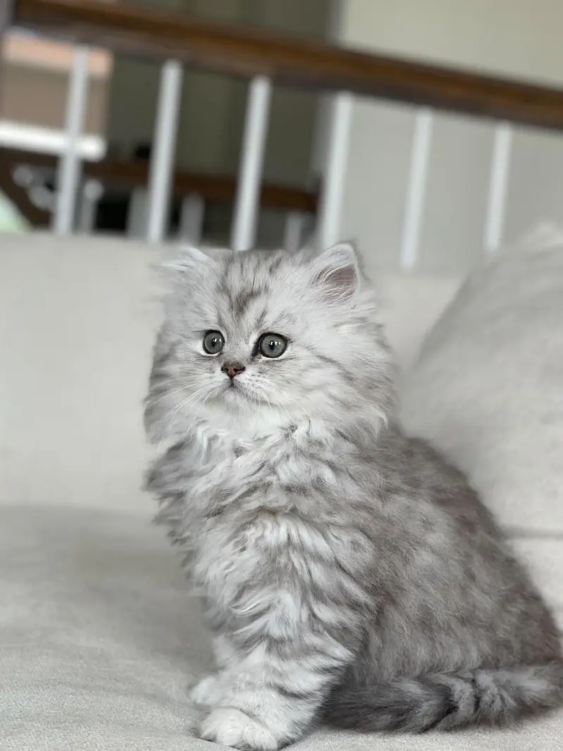 Persian British punch face piki face kitten cat available — photo 5