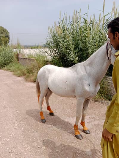 sale for male horse