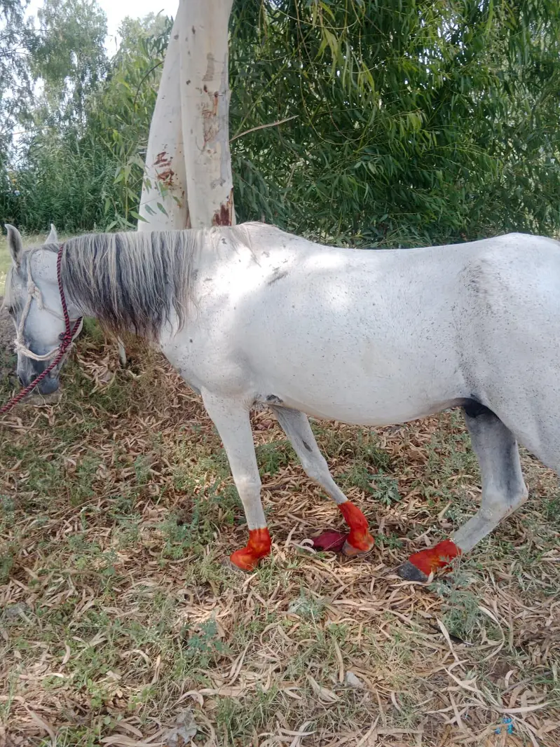 sale for male horse — photo 2