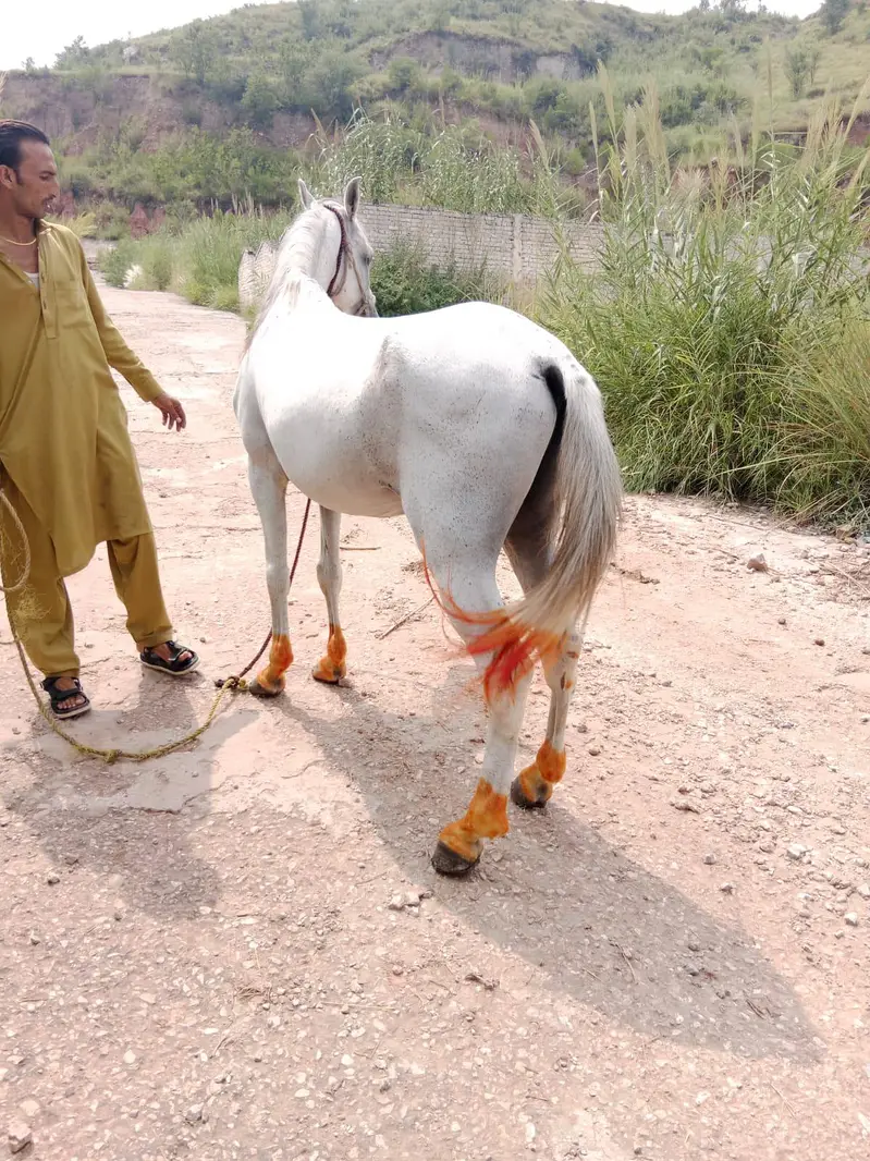 sale for male horse — photo 3