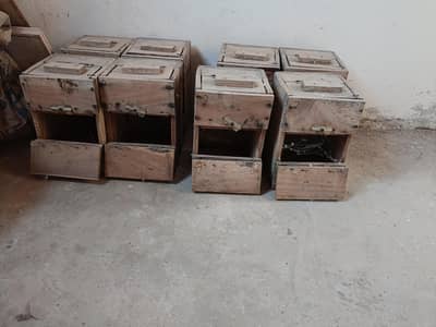 lovebird breeding boxes