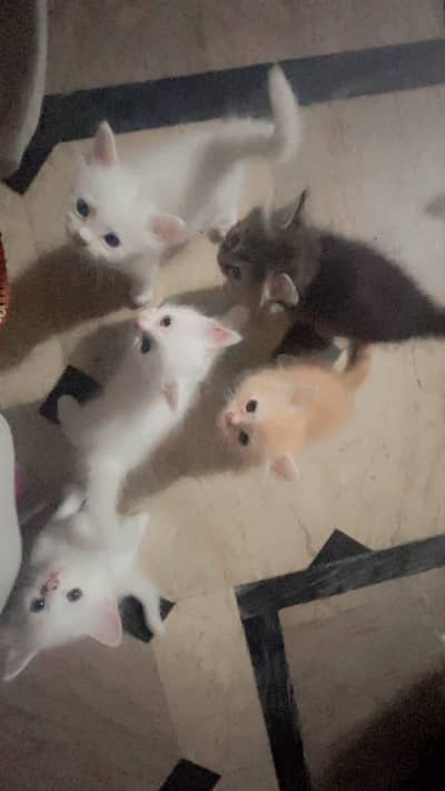beautiful and playful kitten