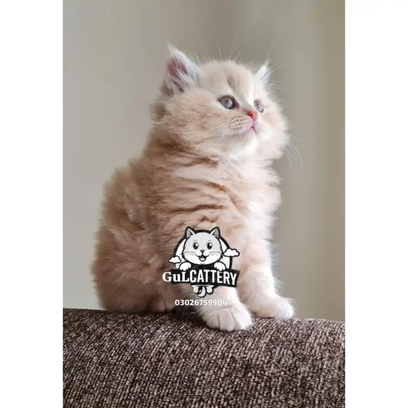 Persian British punch face piki face kitten cat available — photo 2
