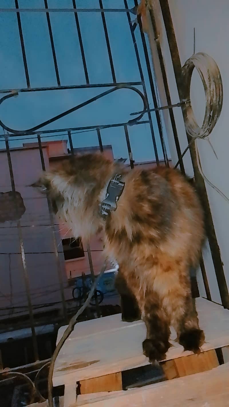 Somali 1