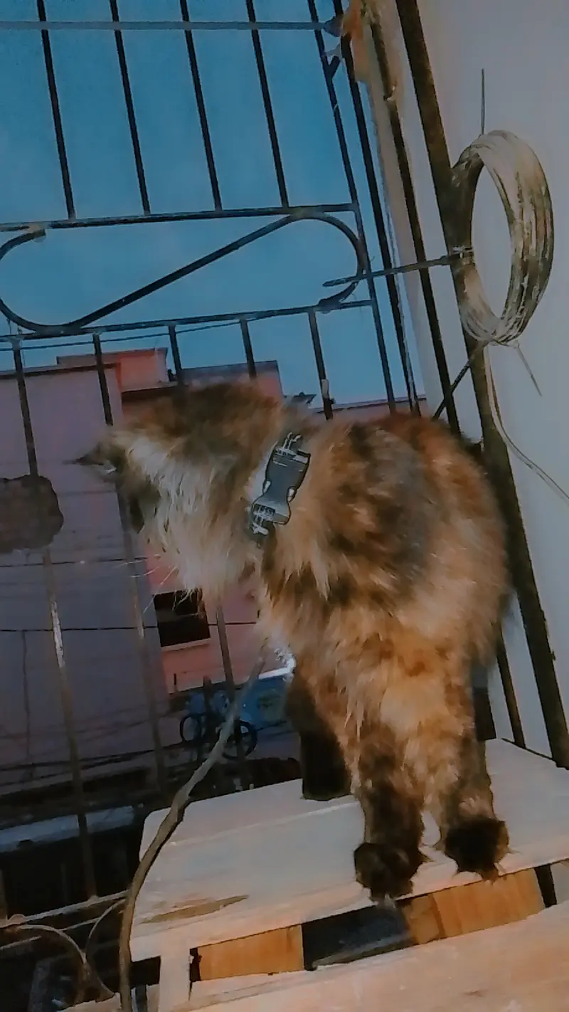 Somali — photo 2