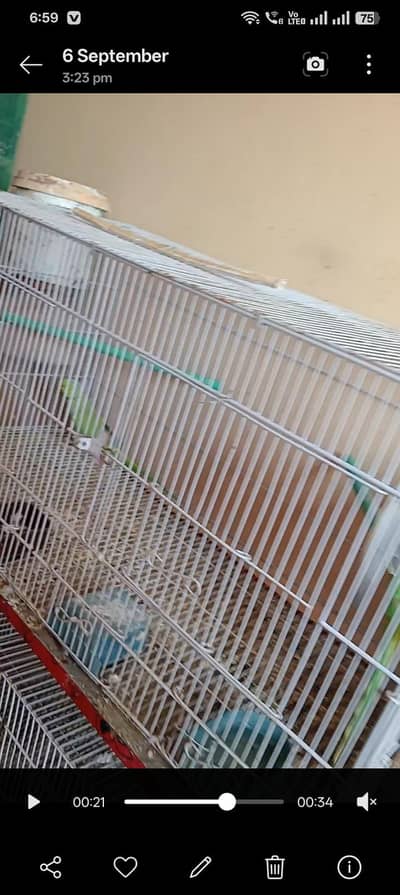 folding cage for sale
