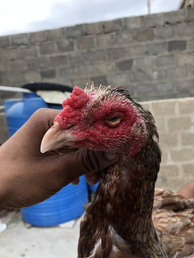 Long highted Aseel hen