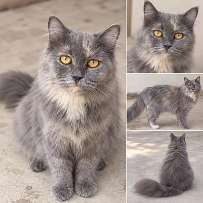 cate for sale
