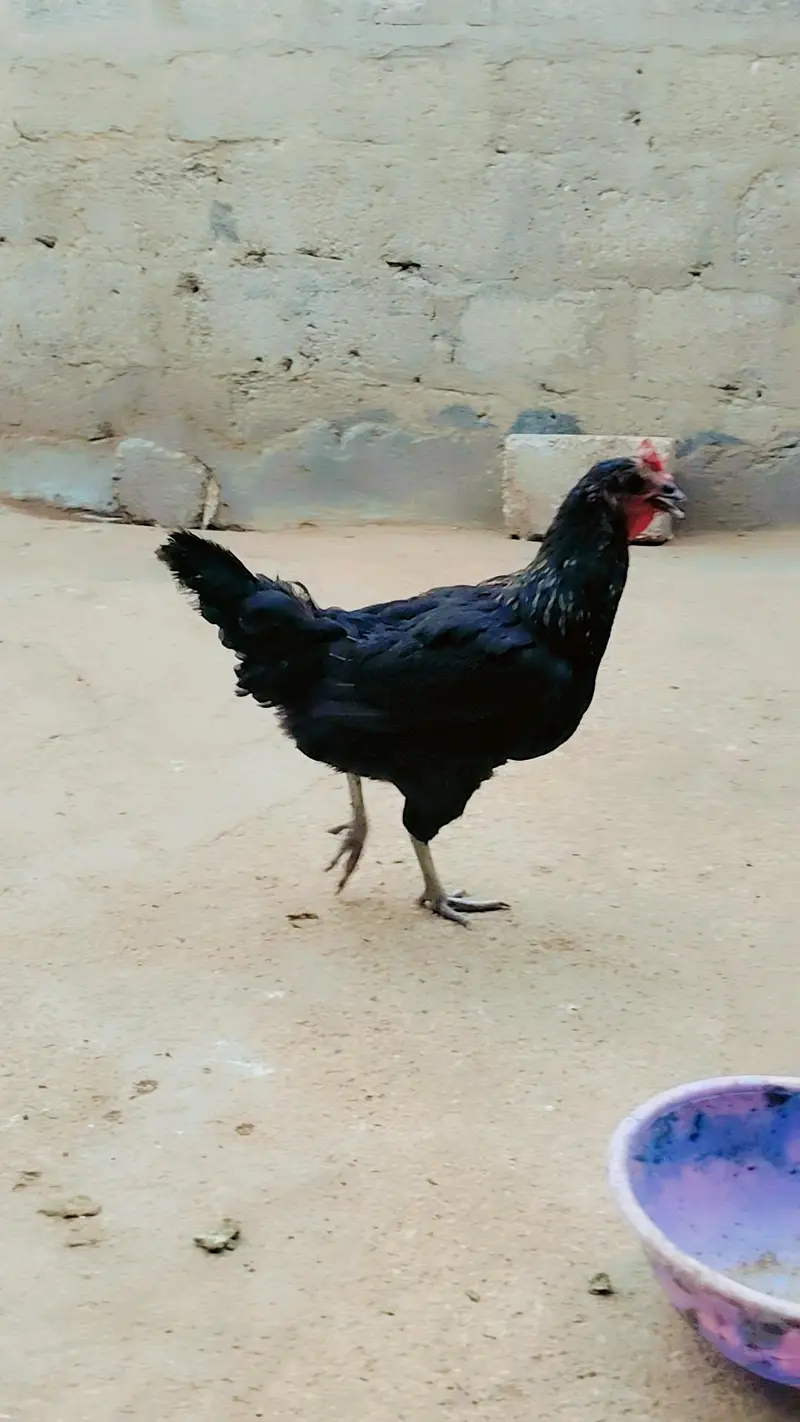1 male 2 female — photo 2