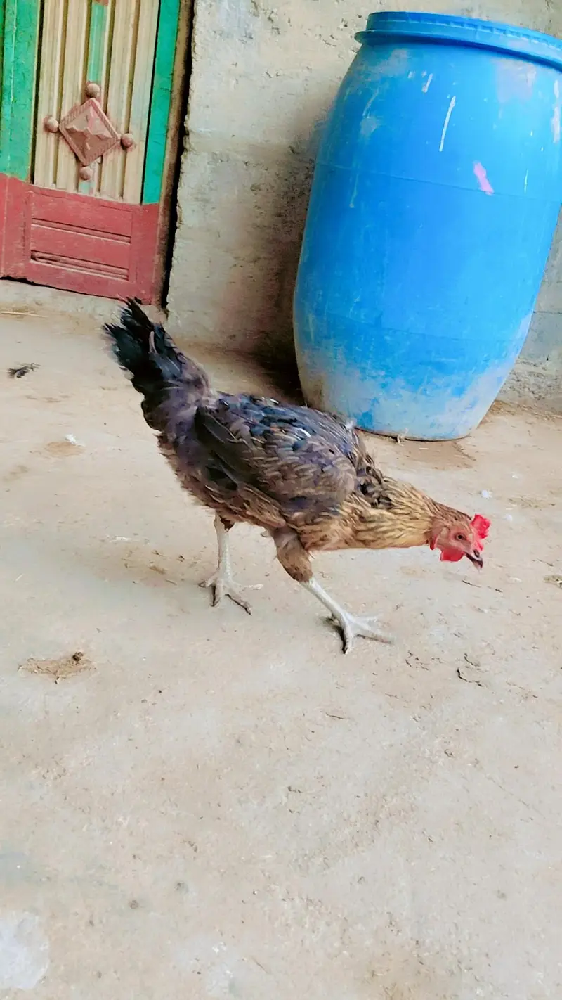 1 male 2 female — photo 3