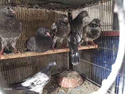 0 Kali ke buche han 20 buche han