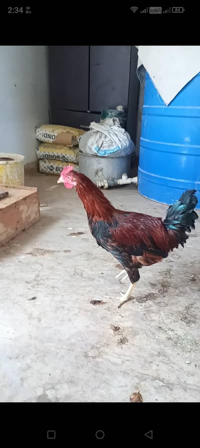 2 misri male 2000 exchange possible