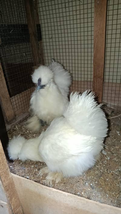 White Silkie Ready to Breed Pair