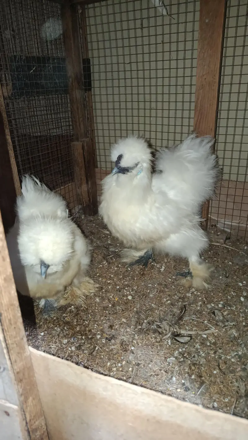 White Silkie Ready to Breed Pair — photo 2