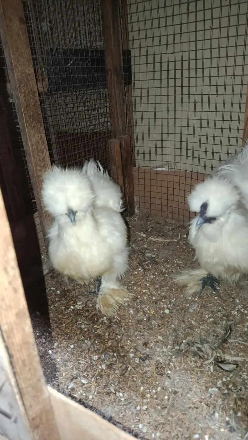 White Silkie Ready to Breed Pair — photo 3