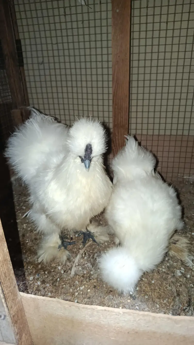 White Silkie Ready to Breed Pair — photo 5